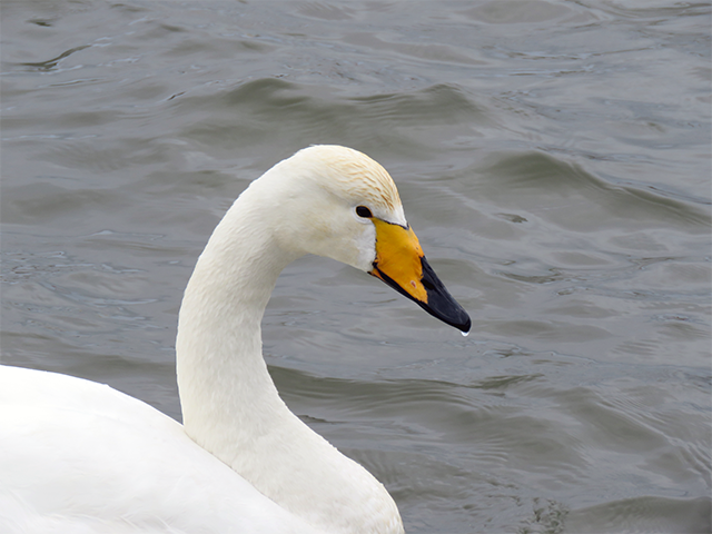 Whooper Swan by Simon Thompson